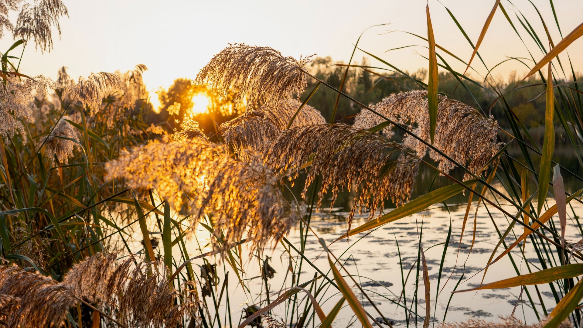 Am Schellensee Schilf